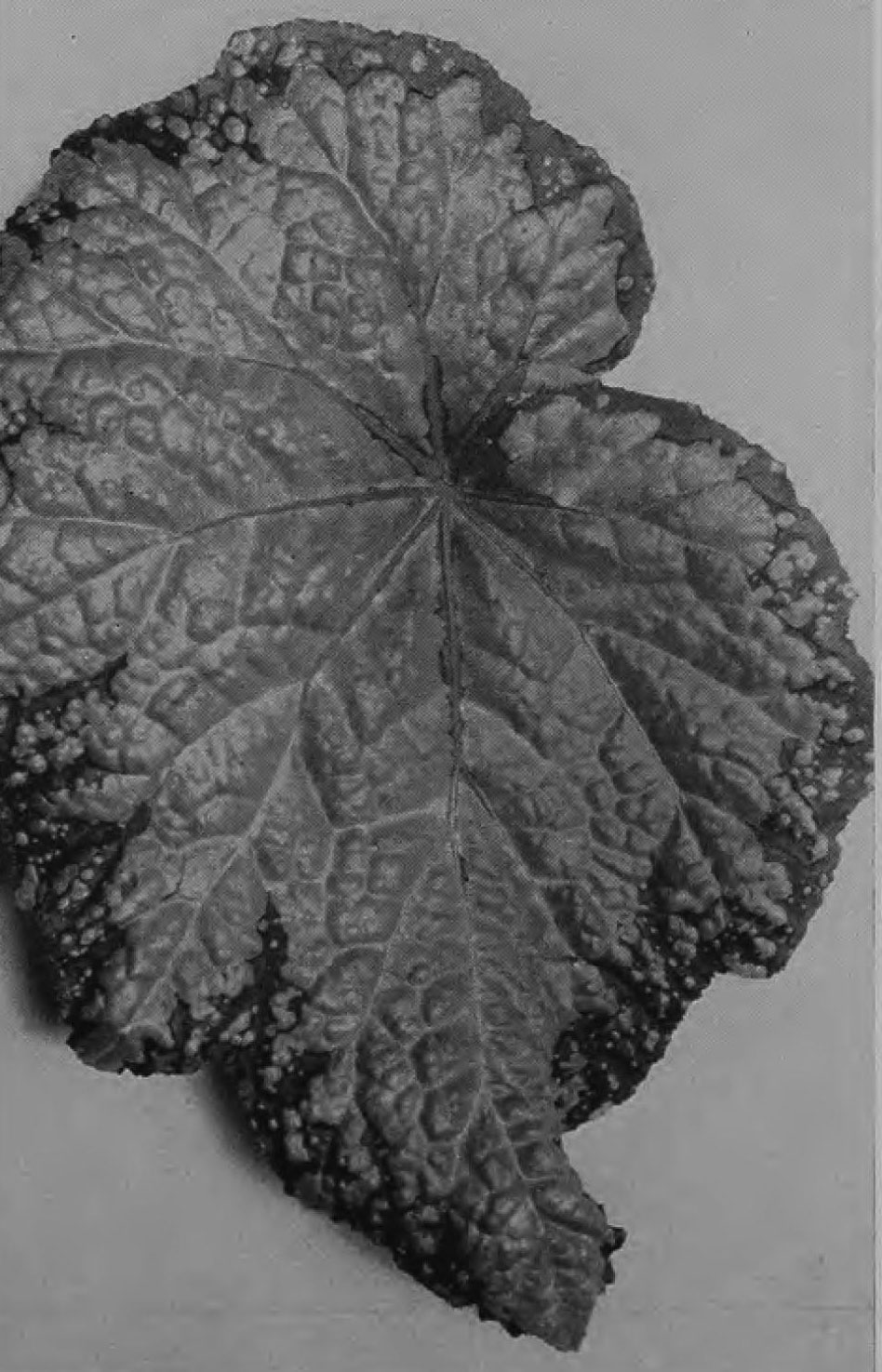 B. ‘Starlight’